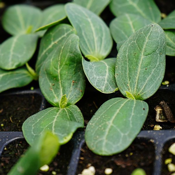 Esponja de luffa para piel sensible