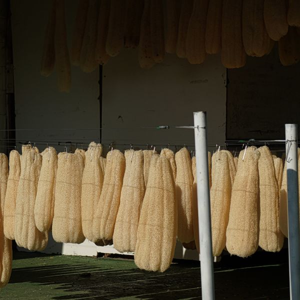 Luffa secándose