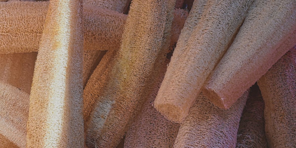 Cultivo de luffa